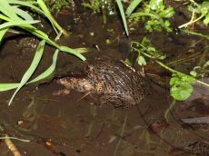 Крестовка-кавказская_нерест